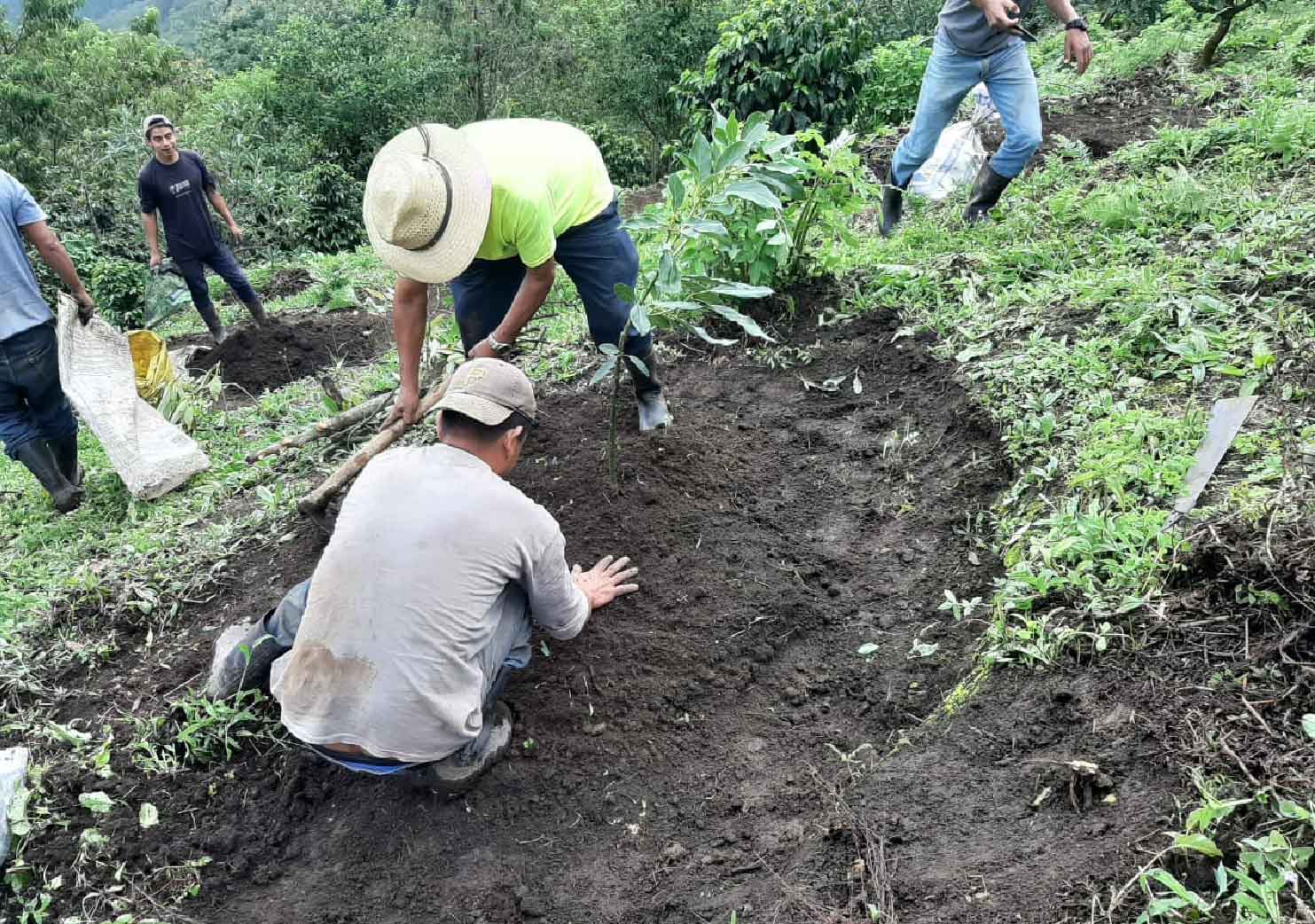 Siembra de nuevos cultivos.