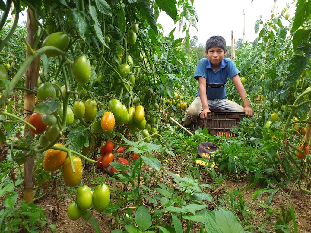 Parcela de tomate