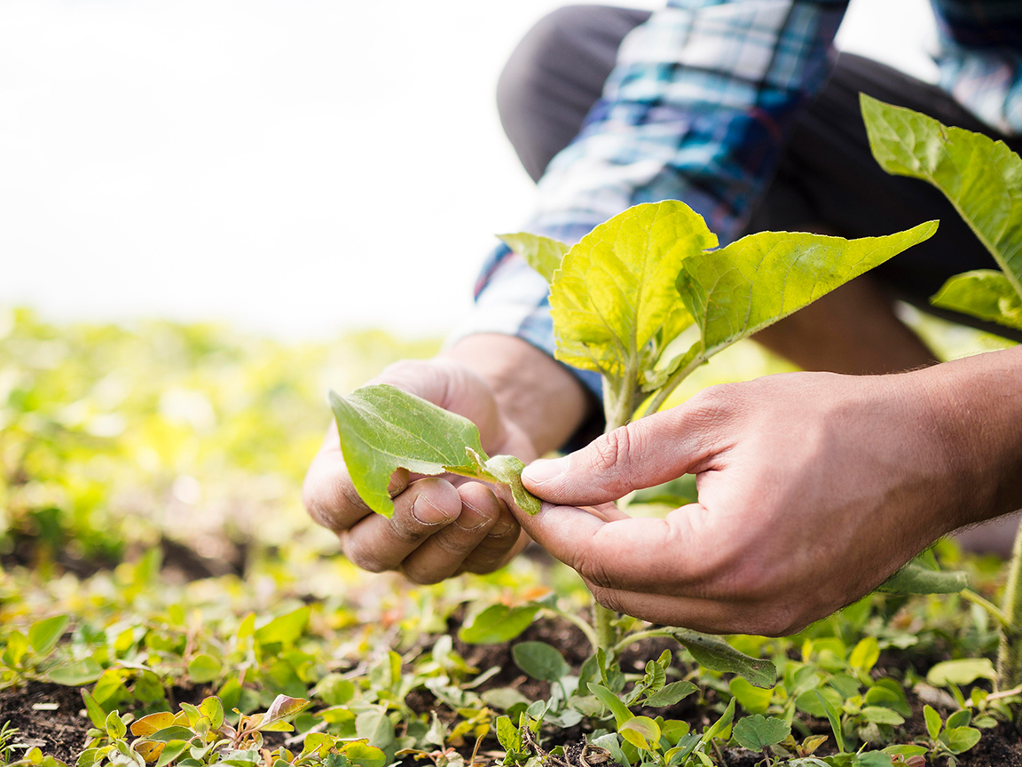 Plantacion