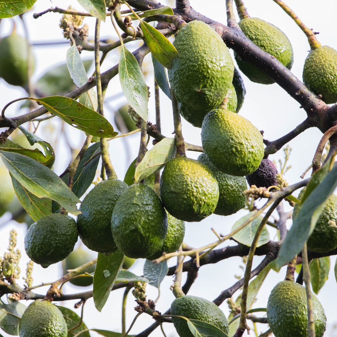 aguacate guatemala